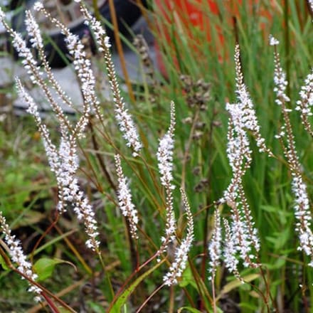 3 x Persicaria Amplexicaulis 'Alba' - Adderwortel pot 9x9cm
