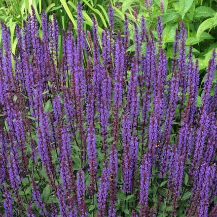 6 x Salvia Nemorosa 'Ostfriesland' - Salie pot 9x9cm