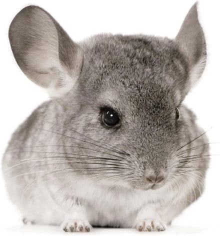 KEK Amsterdam Muursticker forest friends chinchilla