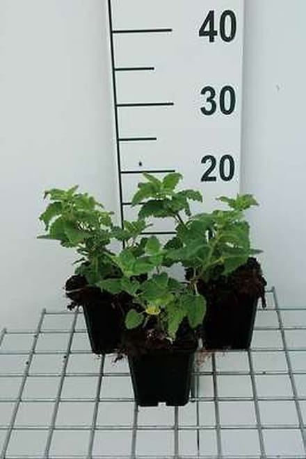 6x Gamander - Teucrium hyrc. 'Paradise delight' | 9x9 cm pot