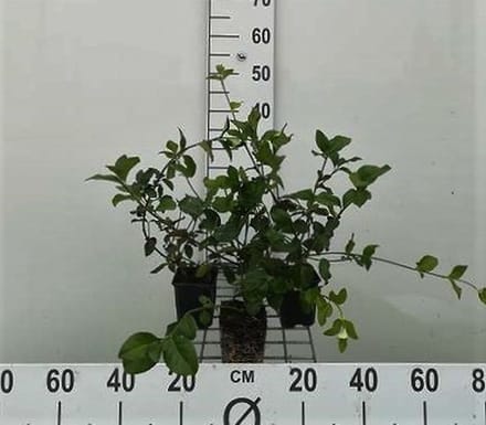 12x Kruipende Kardinaalsmuts - Euonymus fort. 'Dart's Blanket' | 9x9 cm pot
