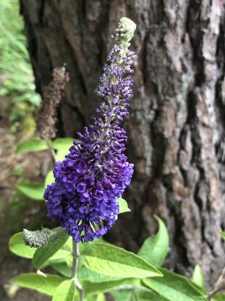 Buddleja davidii ' Empire Blue' - Vlinderstruik 40 - 60 cm in pot