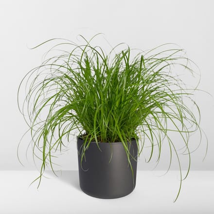 Hello Plants Cyperus Alternifolius Kattengras - Ø 12 cm - Hoogte: 20 cm