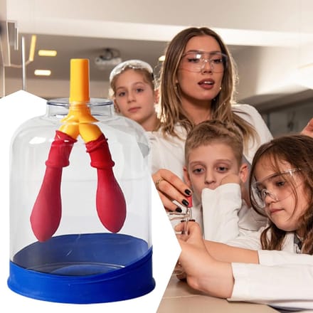 Longmodel - Leerhulp anatomie - Onderwijs demonstratie - Dynamische simulatie - 11 cm - Meerdere kleuren