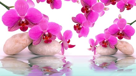 Poster | Roze | 104 x 70,5 cm