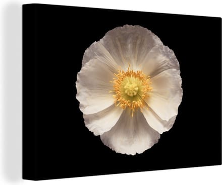 Canvas Schilderij Klaproos - Bloem - Wit - 90x60 cm - Wanddecoratie
