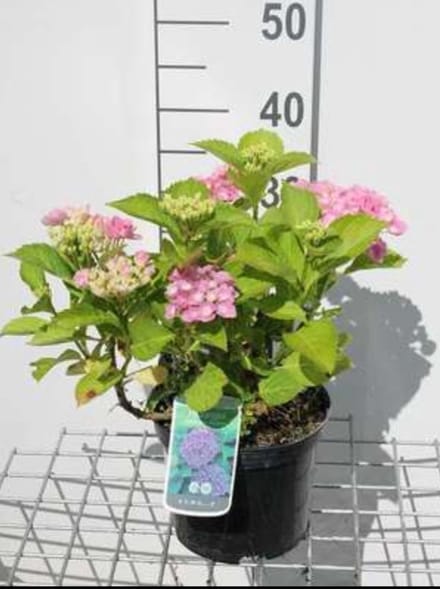 Hydrangea macr. 'Bodensee' - Boerenhortensia, Bolhortensia 25- 30 cm in pot
