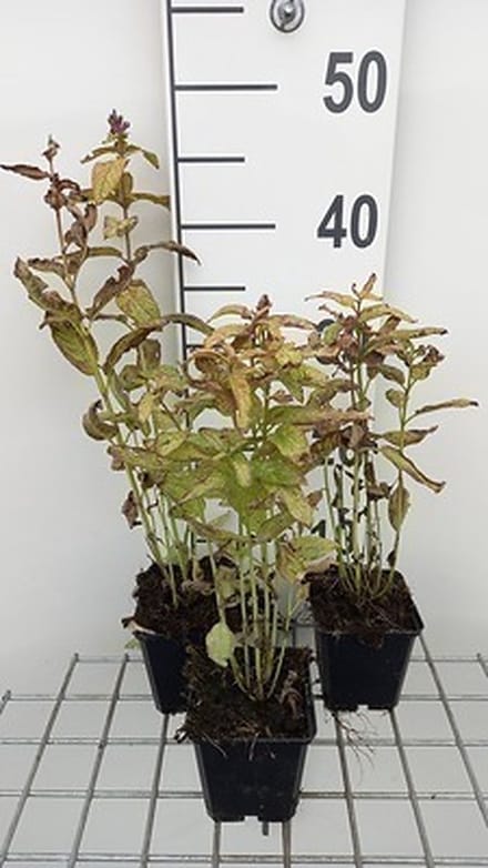 6x Kattekruid - Nepeta kubanica | 9x9 cm pot