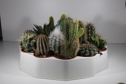 Succulux Cactussen Mix - 10 Cactussen Ø 5,5 cm Pot - Mini Kamerplanten