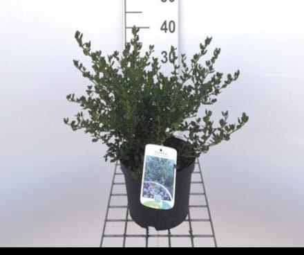 Ceanothus impr. 'Victoria' - Amerikaanse Sering , Sikkelbloem 25- 30 cm in pot