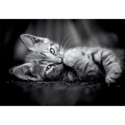Clementoni - Puzzel - 1000 Stukjes - Kitty Compact Box - High Quality Collection