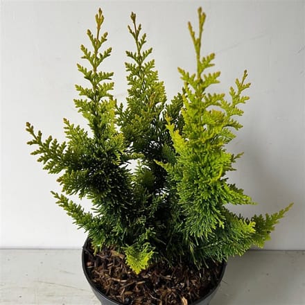 Chamaecyparis obt. 'Yellow Teddy Bear' - Schijncipres | 40-50 cm pot