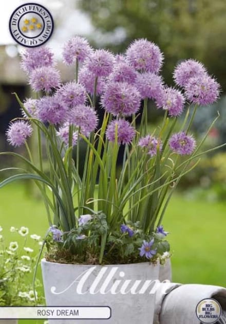Dutch Finest Quality bloembollen Allium Rosy Dream x 10 bloembollen 5/6s
