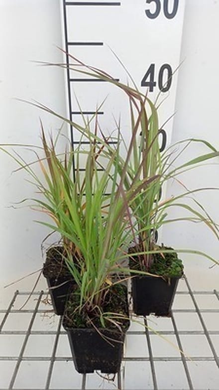 6x Baardgras - Andropogon gerardii | 9x9 cm pot