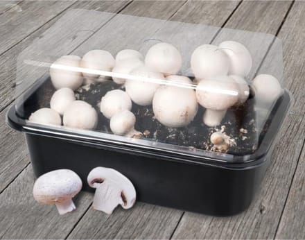Kweekset champignons - set van 3 stuks