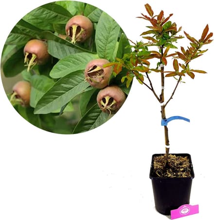 Mespilus Germanica 'Westerveld', Mispel, 5 liter pot