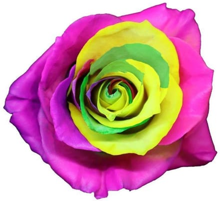 12x Rosa frosting rainbow 60cm