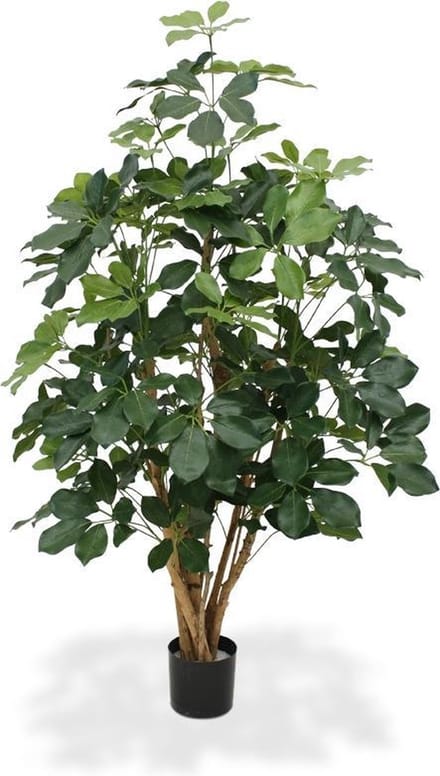 Schefflera Exotica 120cm