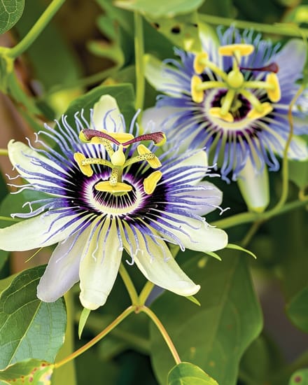 Passiflora Caerulea Zaden Passiebloem Meerjarig 300 Cm Klimplant