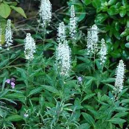 6 x Veronica Spicata 'Alba' - Aarereprijs Pot 9x9 cm - Witte Bloemaren
