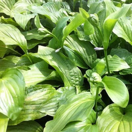 6x Hartlelie - Hosta ‘Honeybells’ - Pot 9x9cm