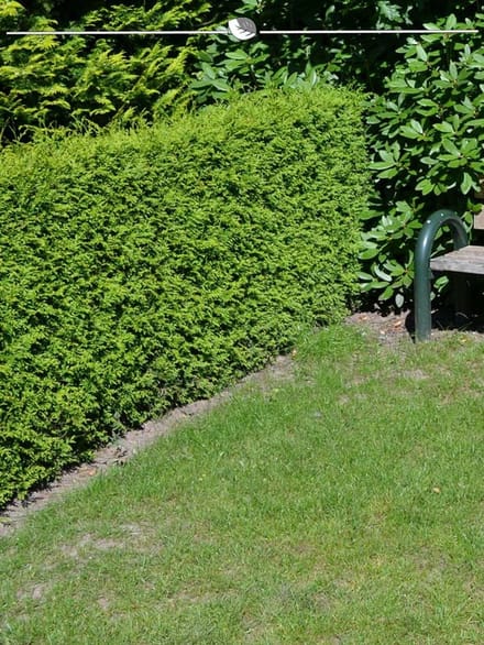 Westerse Levensboom Thuja Brabant 60-80 cm, 20x Haagplant