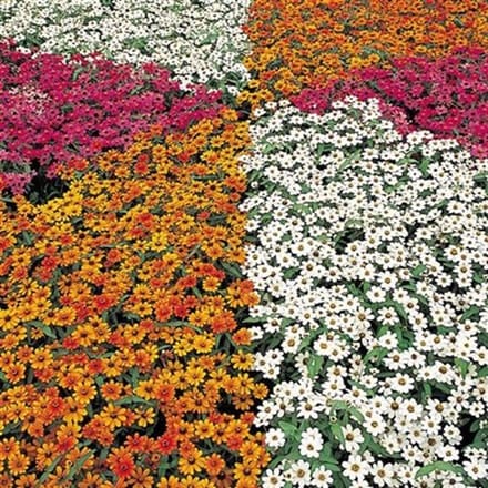 Zinnia x Hybrida Profusion Mix