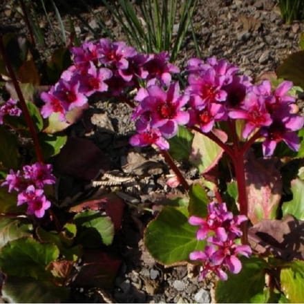 6 x Bergenia 'Morgenroete' - Schoenlappersplant pot 9x9cm
