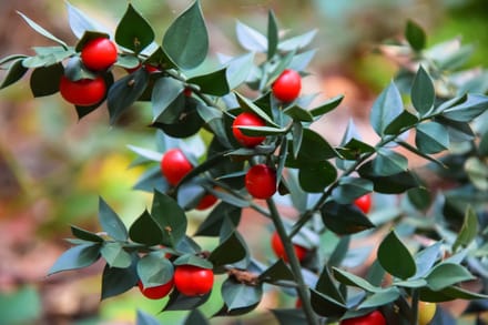 Ruscus aculeatus, Muizendoorn, Hoogte ca 30cm, 1 liter pot