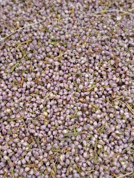 Struikheide (Calluna vulgaris) 100g