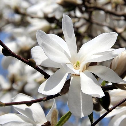 Beverboom - Magnolia loebneri 'Merrill' 50-60 cm