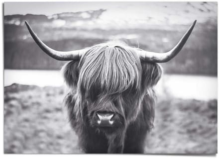 XXL Poster Schotse Hooglander - 100 x 140 - Papier - REINDERS