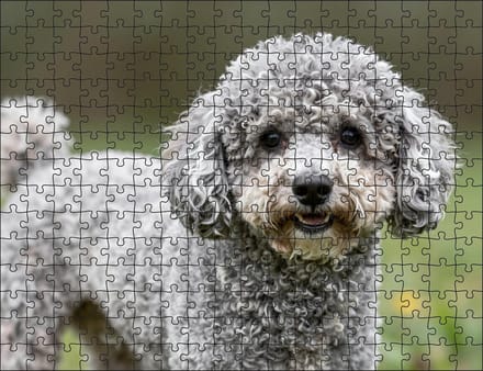 Puzzel Poedel | 252 stukjes | Dierenpuzzel | Hondenpuzzel