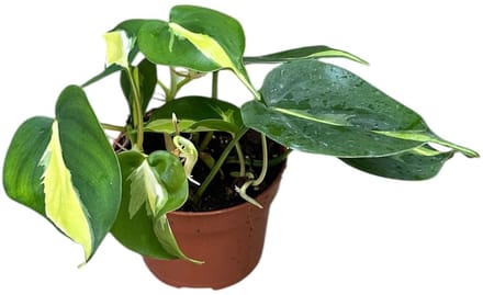 Philodendron Cream Splash Kamerplant Potmaat Ø10,5 cm |Vers Van De Kweker