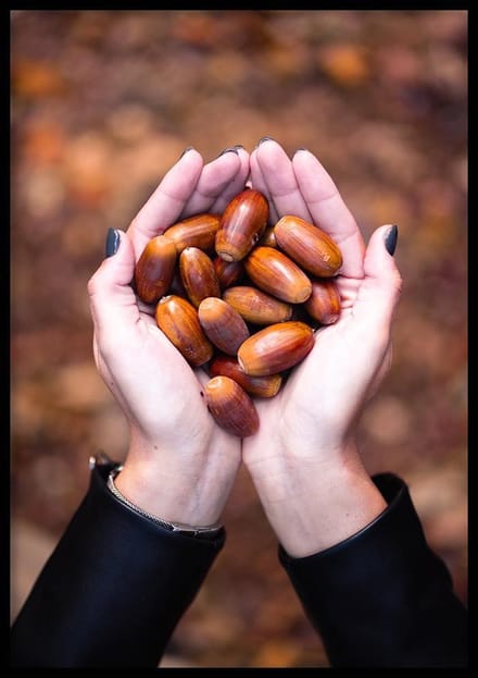 Poster – Herfst Eikels - 70x100cm