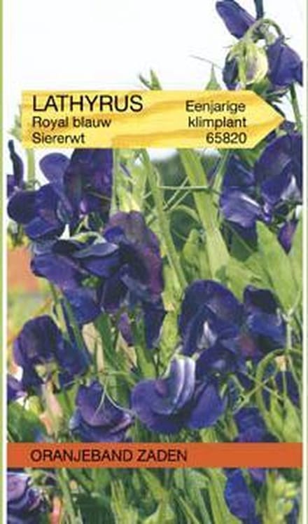 Lathyrus, Reuk- of siererwt Royal, blauw