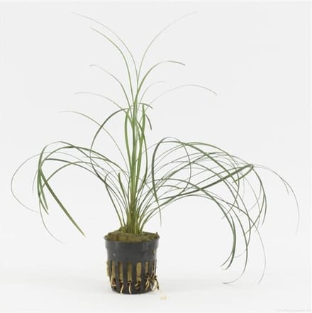 Moerings Ophiopogon Japonica | In 9CM pot