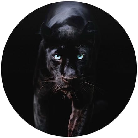 Plexiglasschilderij Zwarte Panter - Ø 70 - Acrylglas - REINDERS