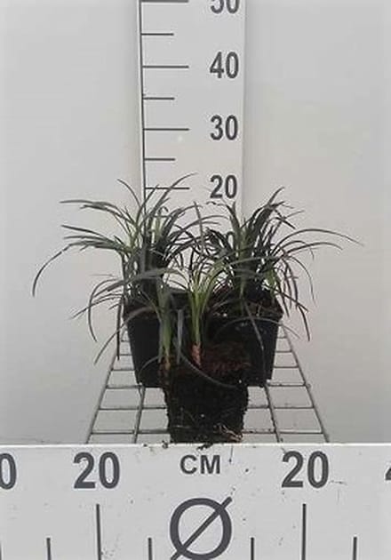 6x Slangenbaard - Ophiopogon plan. 'Niger' | 9x9 cm pot