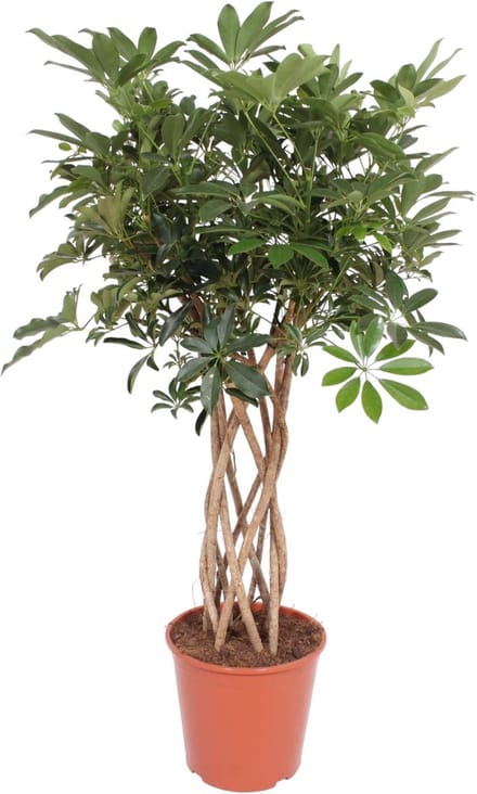 Green Harmony - Schefflera Arboricola Compacta gevlochten stam - 140 cm - ø30