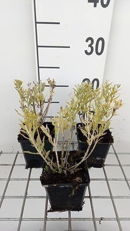 6x Blauwspirea - Perovskia atripl. 'Blue Steel' | 9x9 cm pot