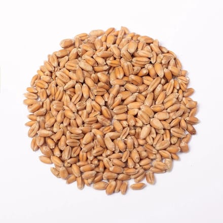 Microgreens Seeds 1kg- Tarwe Microgroenten Zaden 1kg Green Chief