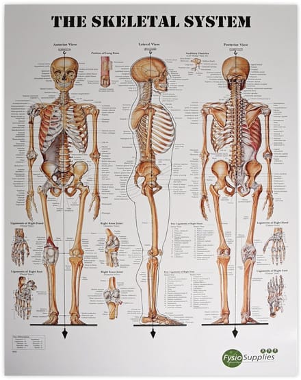 FysioSupplies - The Human Skeletal System 50x70 cm poster - Anatomieposters