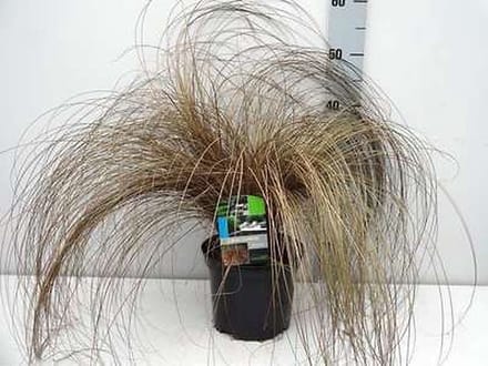 Zegge - Carex comans 'Bronze Form' | 3 liter pot