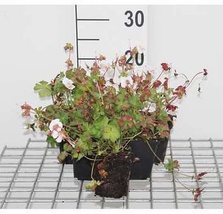 6x Ooievaarsbek - Geranium cant. 'St. Ola' | 9x9 cm pot