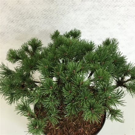 Pinus mugo 'Corley's Mat' - Bergden | 25-30 cm pot