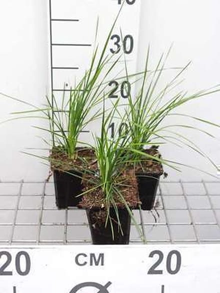 6x Ruwe smele - Deschampsia cesp. 'Goldtau' | 9x9 cm pot