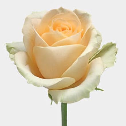 20x Rosa magic avalanche+ 60cm