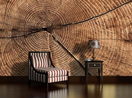 Tree Stump Rings Photo Wallcovering