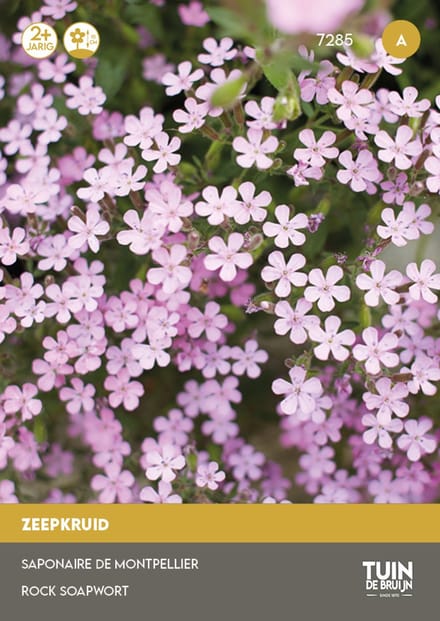 Tuin de Bruijn Zeepkruid Rose – Bodembedekker – 180 Zaden